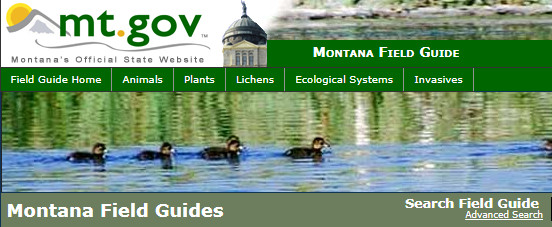 Montana Field Guides - Animals & Plants & Ecological Systems
